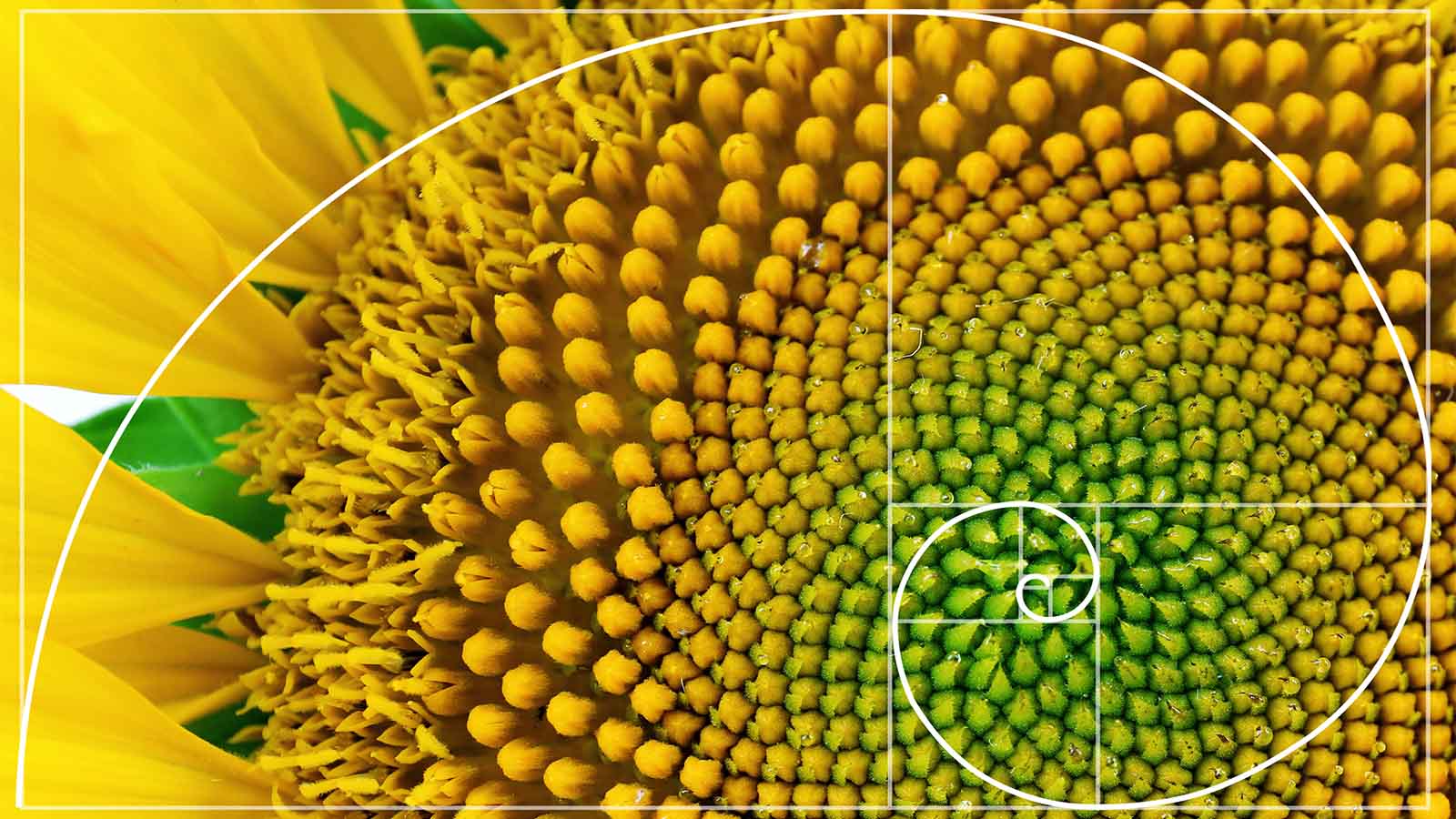 fibonacci series